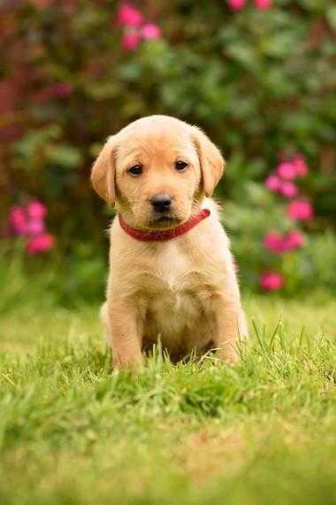 Gorgeous Labrador Puppies