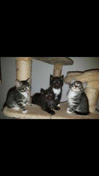 Gorgeous Litter Of Kittens Ready Now
