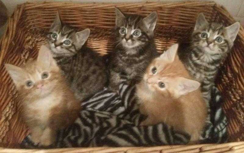 GORGEOUS LITTER OF KITTENS READY TO GO NOW