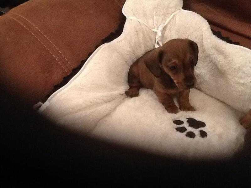 gorgeous little mini smooth haired dachshund boy