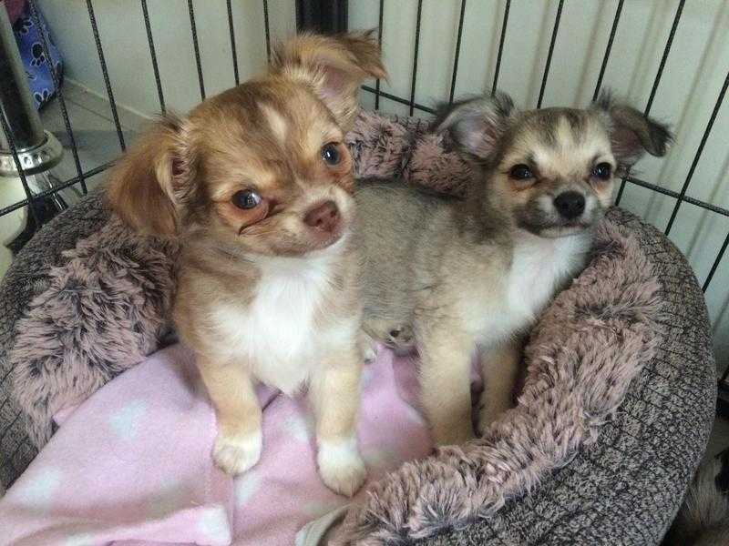 Gorgeous long coat chihuahua puppies blue gene