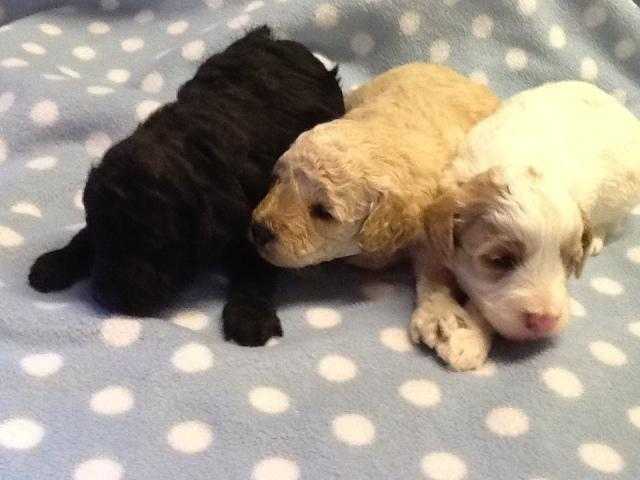 GORGEOUS, LOW SHEDDING CAVAPOOCHON PUPPIES