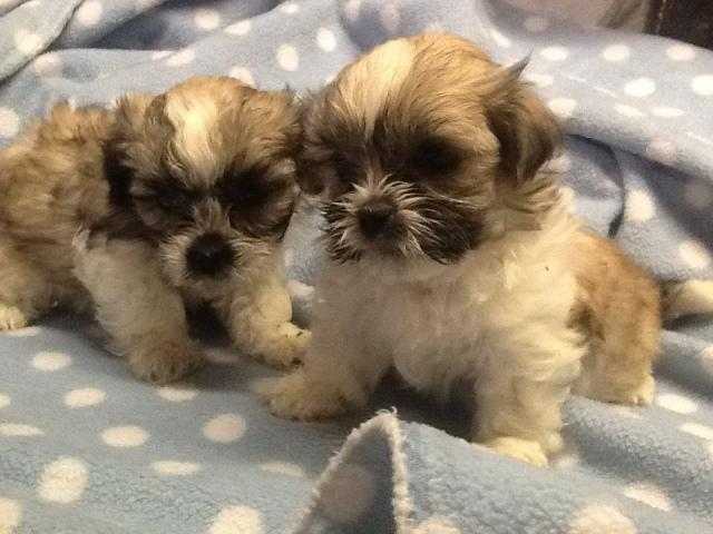 GORGEOUS, LOW SHEDDING MALTESE  X SHIH-TZU  PUPPIES