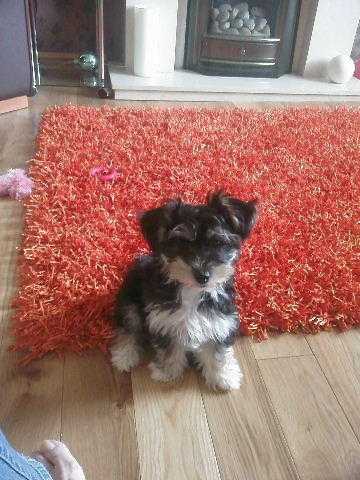 GORGEOUS, LOW SHEDDING YORKSHIRE TERRIER X BICHON FRISE PUPPIES, READY FEB