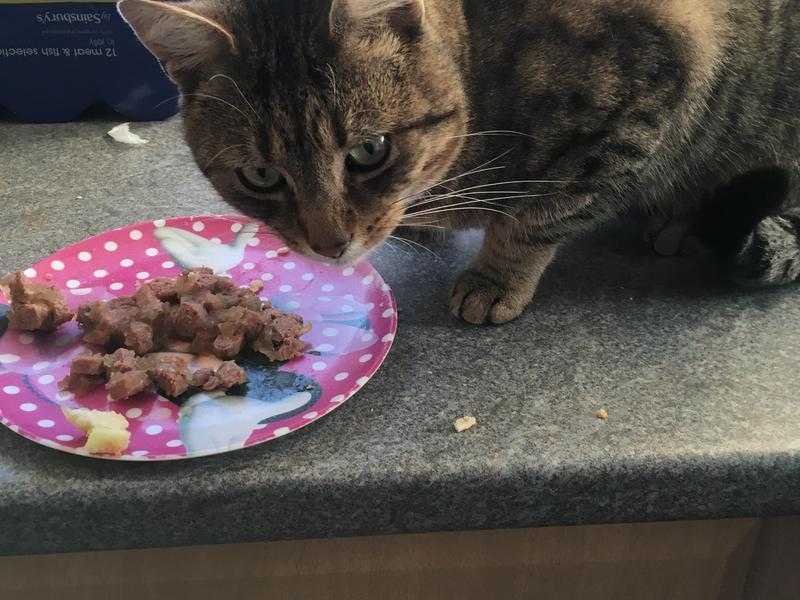 Gorgeous male bengal cross