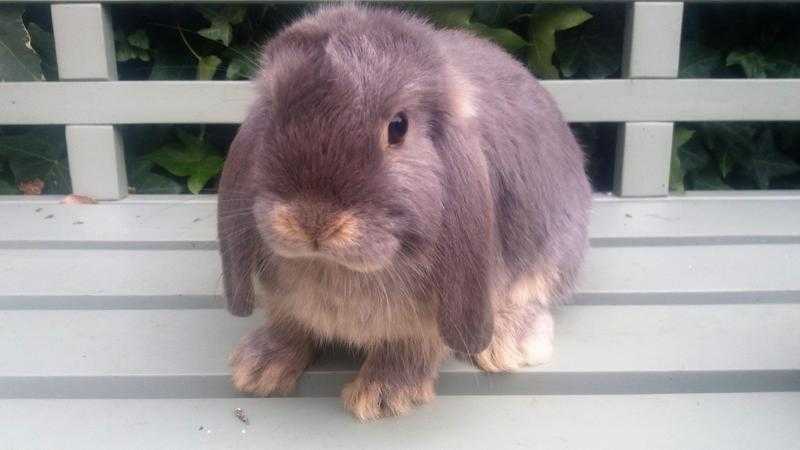 Gorgeous Mini Lop Baby Bunnies for sale