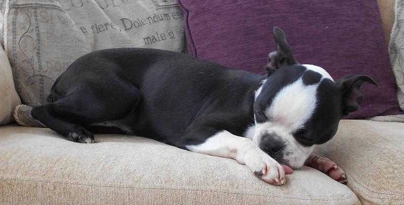 Gorgeous Pedigree Boston Terrier Girl