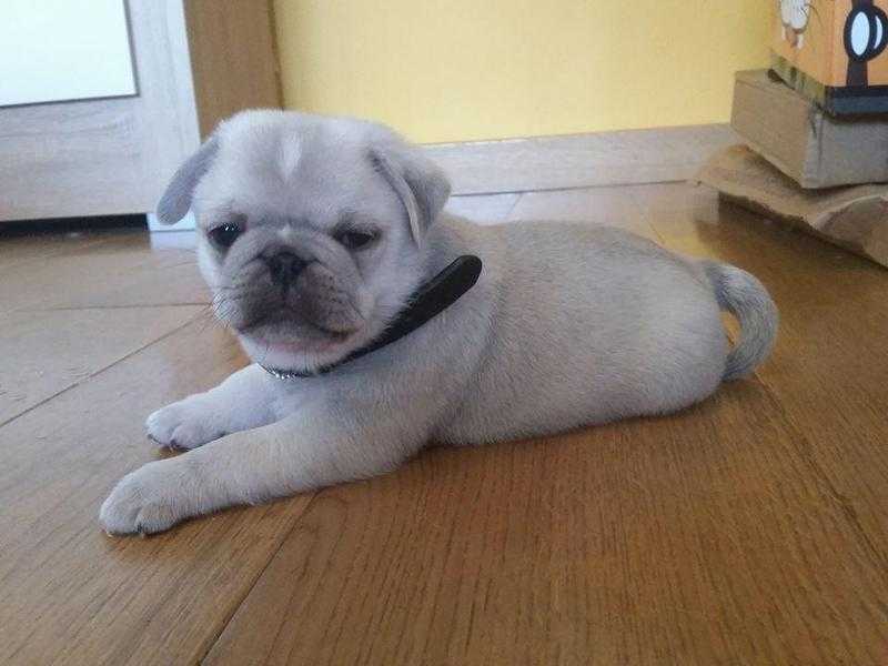 Gorgeous Pug Puppies KC registered