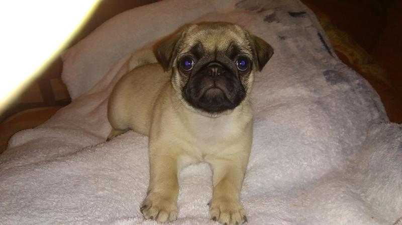 Gorgeous pug Puppy ready for a new loving home