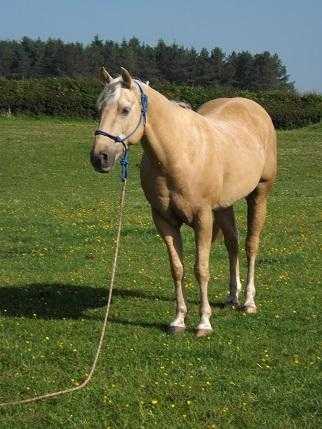 Gorgeous Quarter Horse Gelding