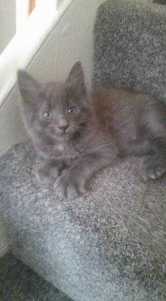 GORGEOUS RUSSIAN BLUE MALE KITTEN FOR SALE (11 WEEKS OLD)