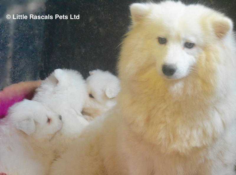 Gorgeous Samoyed pups