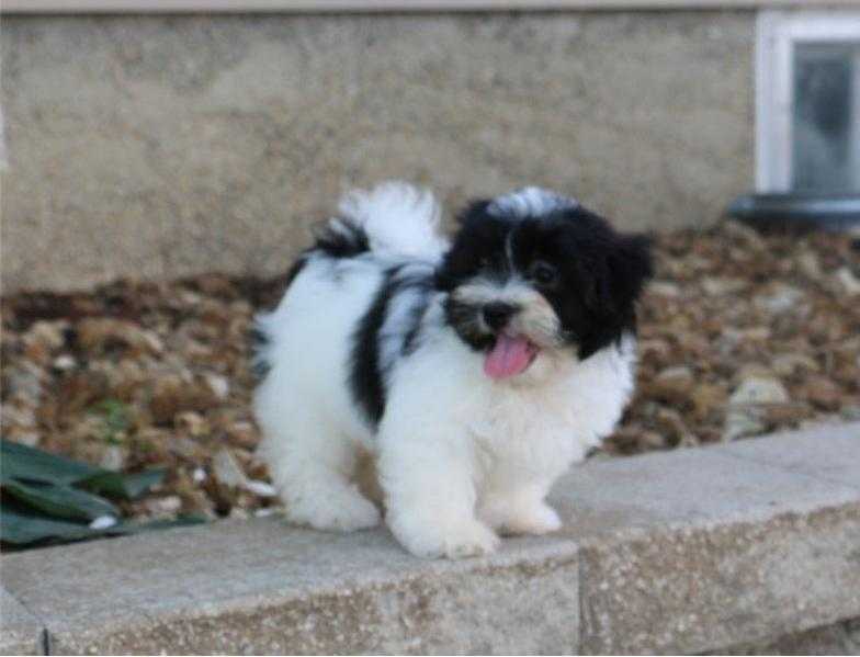 Gorgeous shih tzu puppies all ready