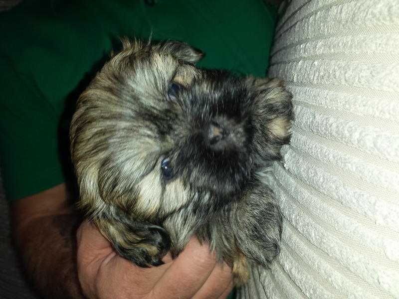 Gorgeous shih tzu pups for sale