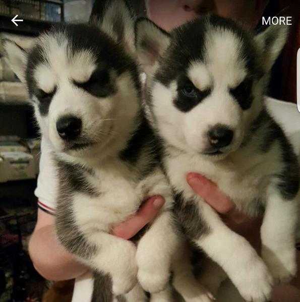 Gorgeous Siberian Husky Female Puppies (only2left)
