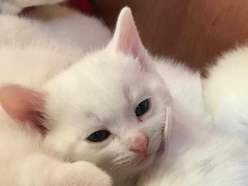 Gorgeous snowy kittens