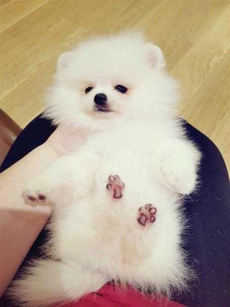 Gorgeous super fluffy lovely miniature Pomeranian boy