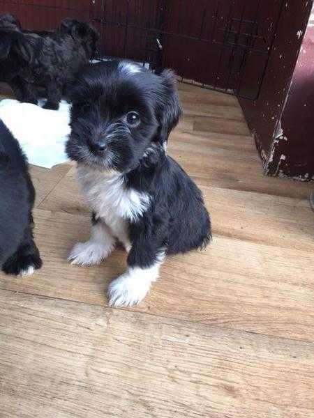 Gorgeous Tibetan Terrier Puppies - Ready Now