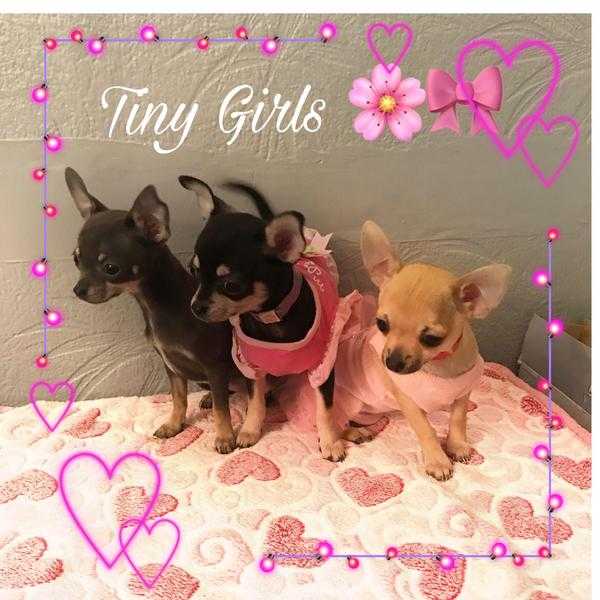 Gorgeous Tiny Chihuahua Girls vaccinated ready to go now.