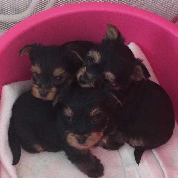 GORGEOUS TOY YORKSHIRE TERRIER PUPPIES