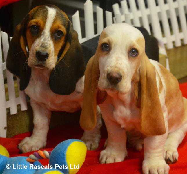 Gorgeous tri coloured Basset Hound little boy