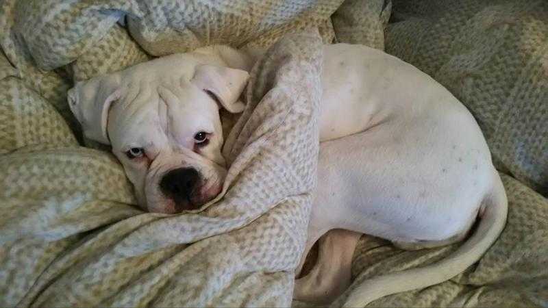 Gorgeous white boxer boy