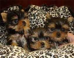Gorgeous Yorkie puppies available ready to go