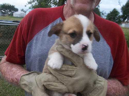 gorgiouse Welsh Corgi for sale