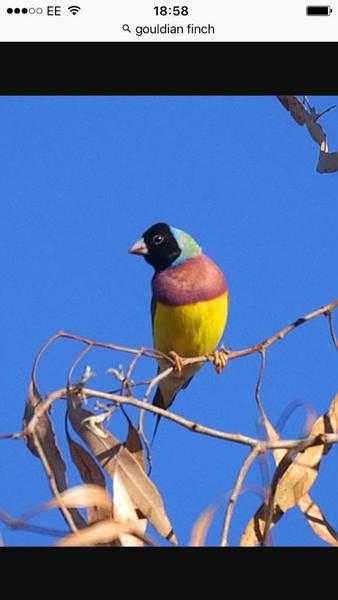 gouldian finch bird for sale