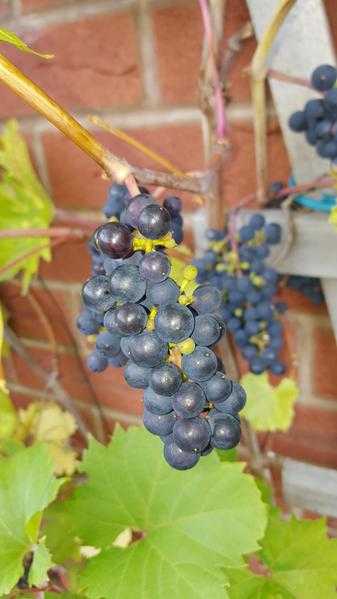 Grape Vine - reds - very sweet