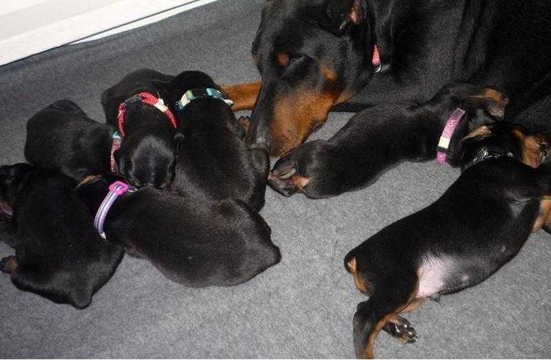 great breed doberman for sale