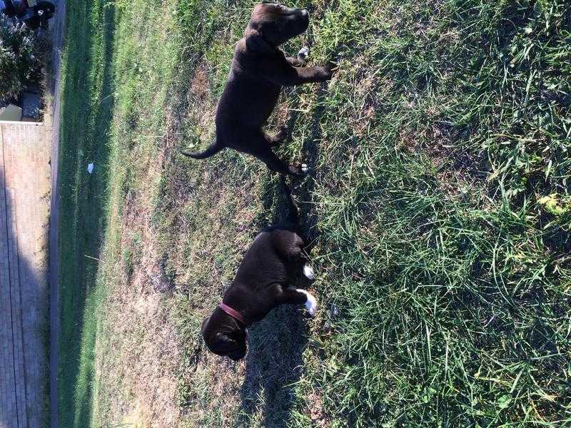 Great Dane  doberman X collie puppies