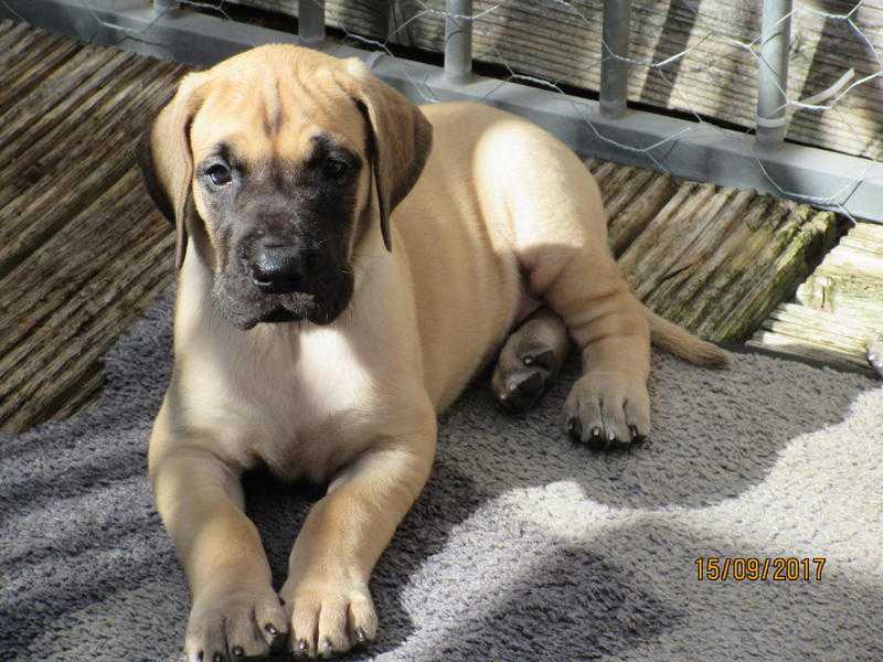 Great Dane fawn puppies