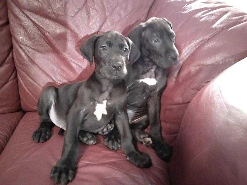 GREAT DANE PUPS KC REGISTERED CHAMPION LINEAGE BEAUTIFUL COLOURS