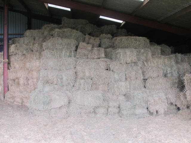 Great quality hay for sale