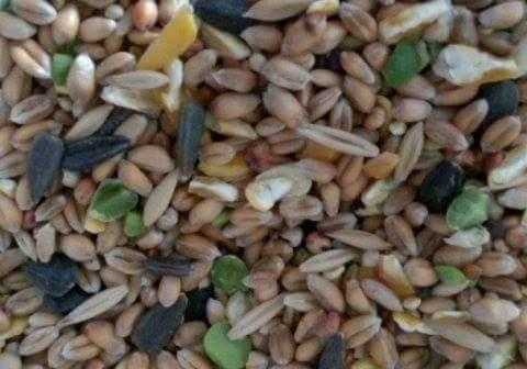 Great Quality Mixed Seeds