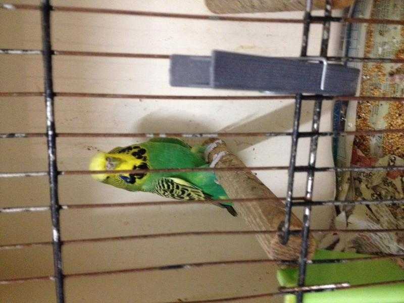 Green adult aviary budgie needs rehoming. Aviary only.