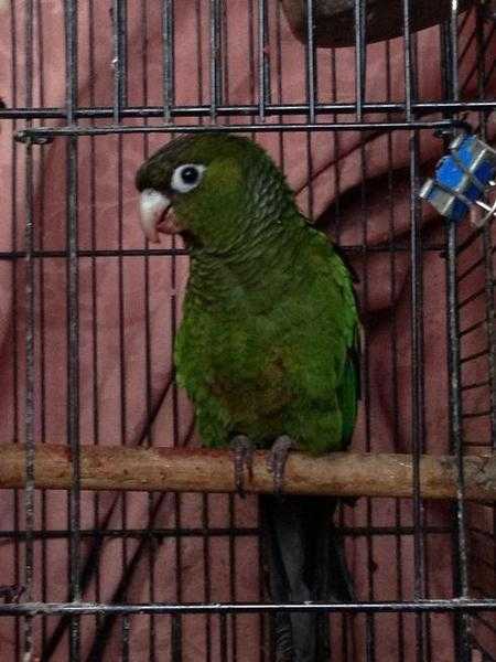 Green cheek conure male