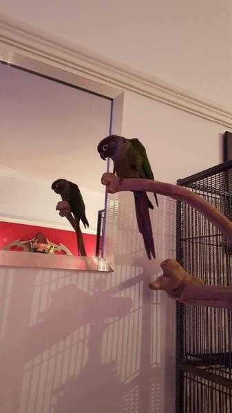 Green Cheeked Conure for sale