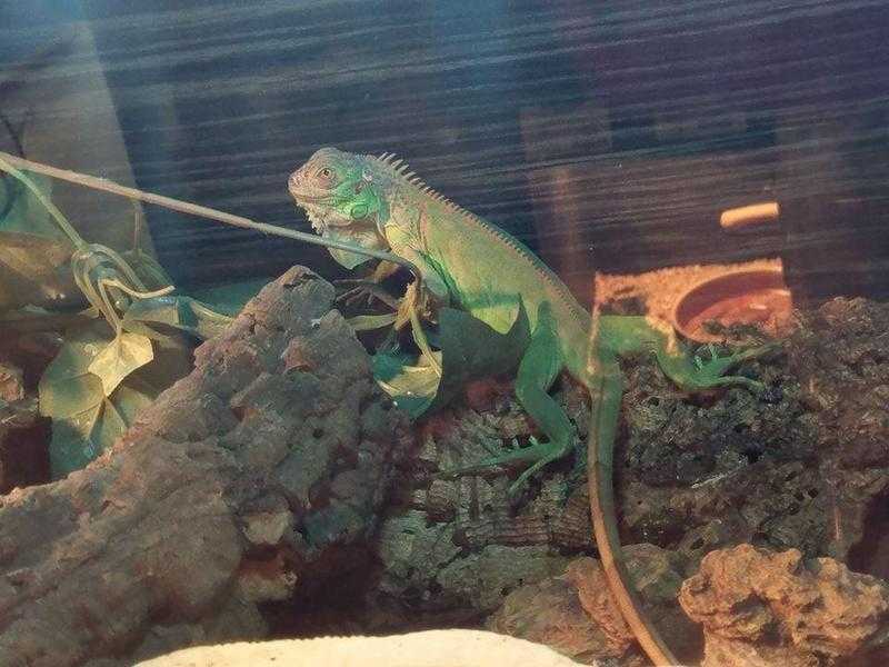 Green Iguana for sale