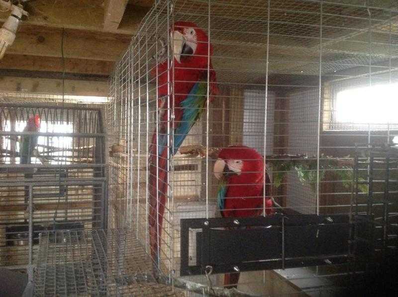 Greenwinged macaws