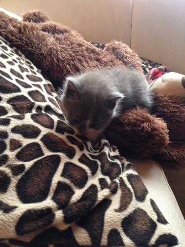 grey and white boy Kitten, beautiful , ready now, very  friendly