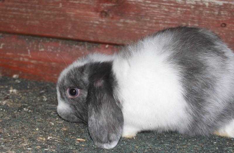 Grey and white mini lop Rabbit