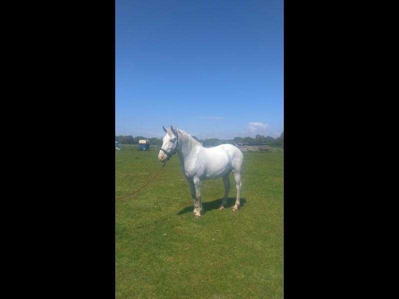 GREY APPALOOSA 14.3 HAPPY HACKER FOR SALE