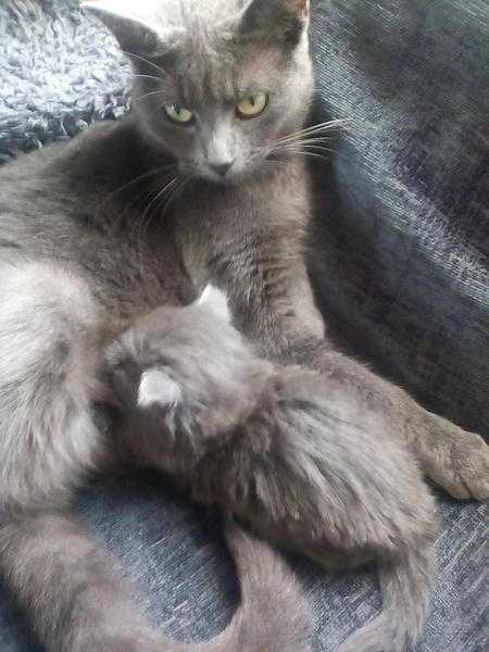 Grey fluffy kitten
