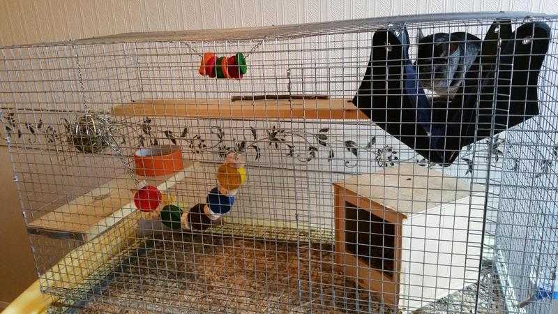 Grey white and black Male chinchilla with cage