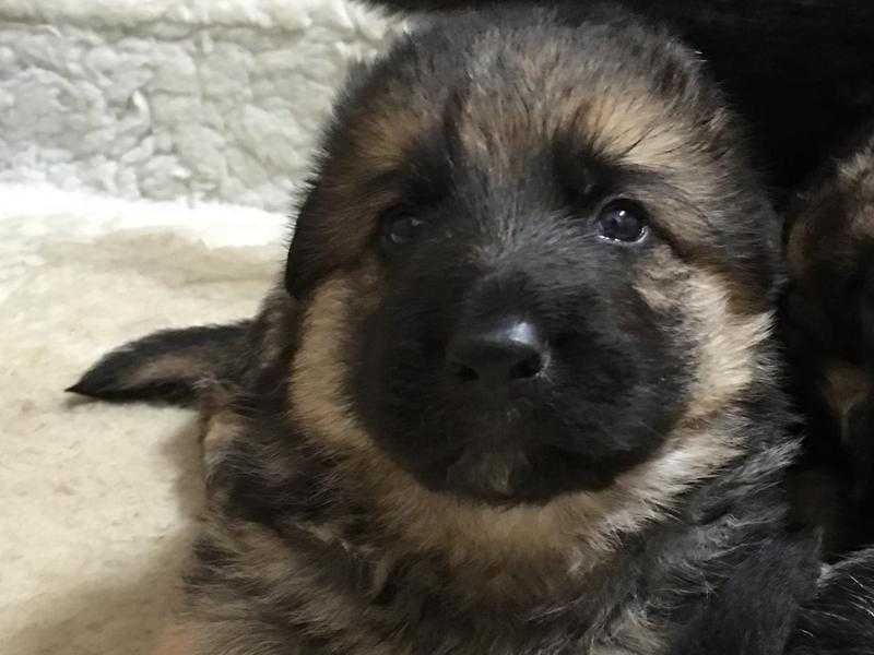 GSD Puppies for Sale