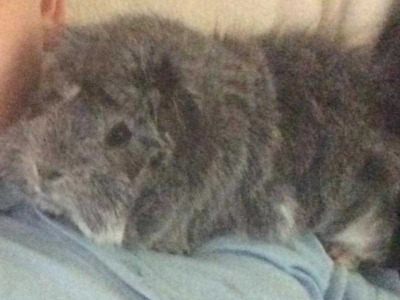 Guinea pig