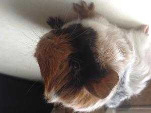 Guinea pig