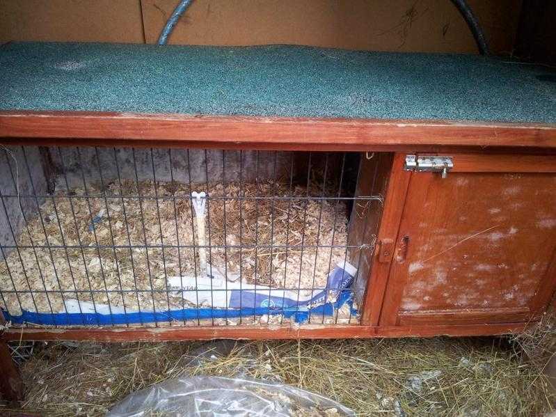 Guinea pigrabbit HUTCH